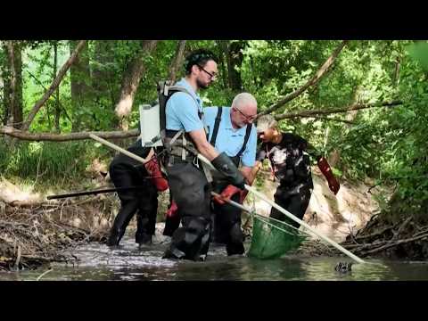 Rescue fishing saves trout from drought • RFI English