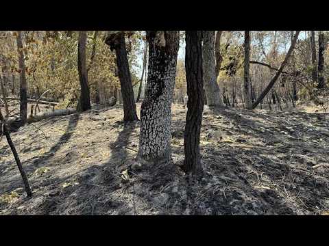 How fires have devastated France's Fontainebleau forest • RFI English
