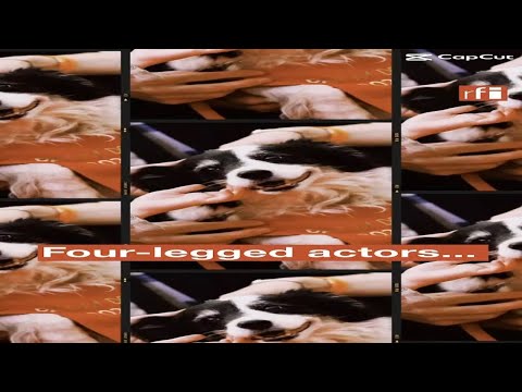 Palm Dog Awards • RFI English