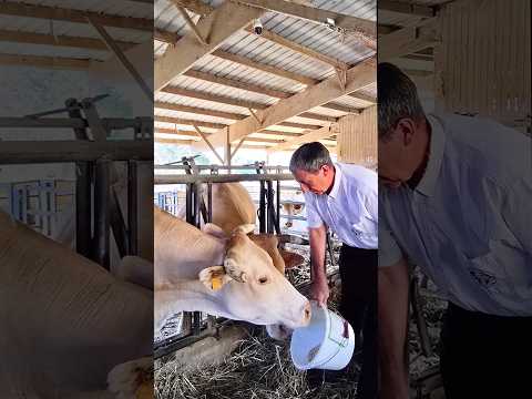 French cows eating winter rations as drought bites • RFI English