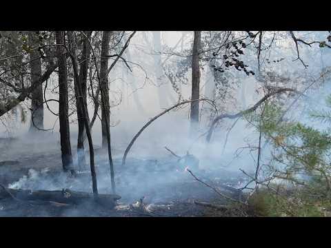 How can Fontainebleau forest adapt to climate change? • RFI English
