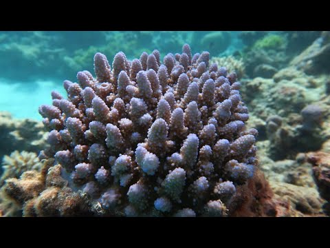 Climate-resilient corals in the Coral Triangle • RFI English