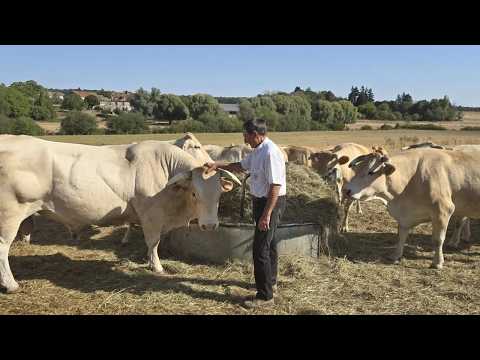 Hit by historic drought and heatwave in France, cows and farmers suffer • RFI English
