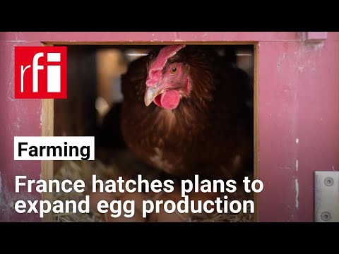 France hatches plans to expand egg production • RFI English