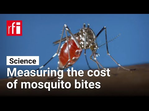 Measuring the cost of mosquito bites • RFI English
