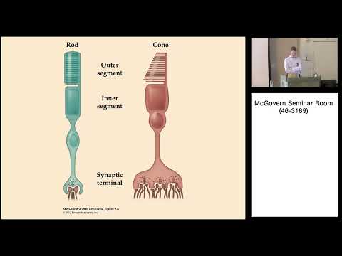 7: The Eye and Retina