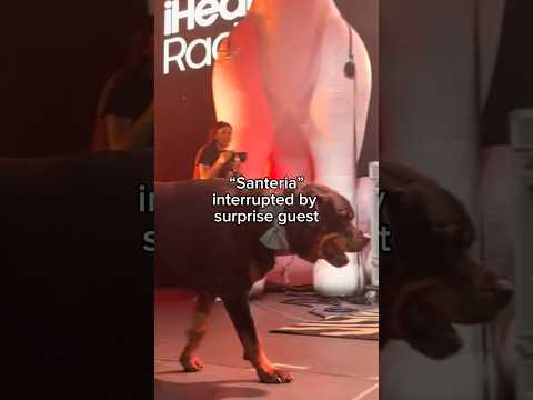 Melvin is the real star 🐾 #sublime #santeria #rottweiler #roaddog #kiaforum