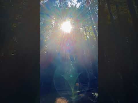 Forest of Golden Souls