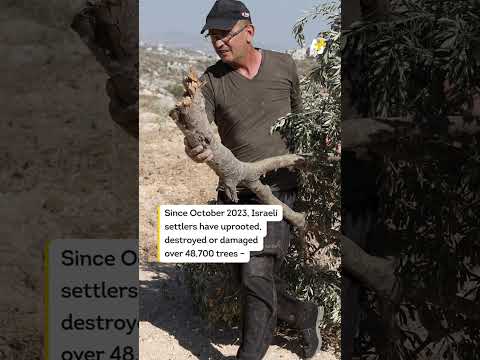 Over 70 Israeli Settler Attacks on Palestinians in One Week