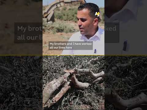 Israel Rips Out Palestinian Woman's Olive Trees