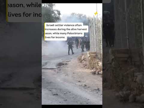 Global Protests for Palestine, While Israelis Attack Olive Trees