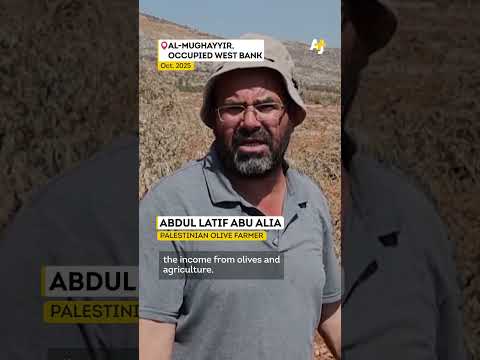 Israel Uproots Olive Trees in the Occupied West Bank