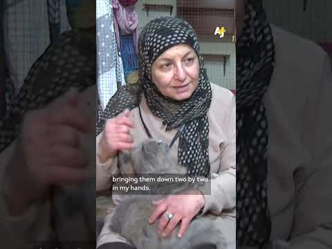 Lebanese Woman Flees War With 33 Cats: ‘We Live Together, or We Die Together’