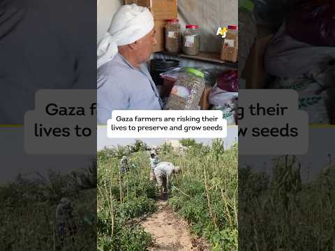 Gaza Farmers Rebuild Seed Bank