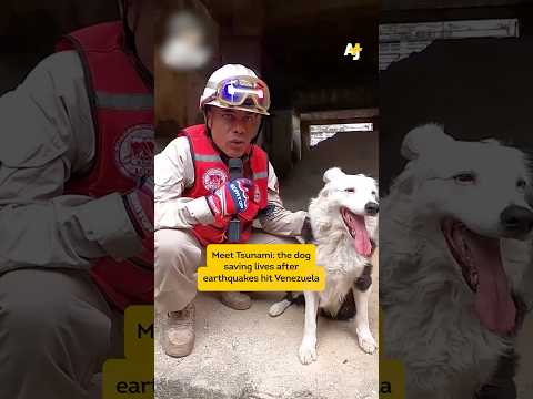 This Dog Is Saving Earthquake Victims in Venezuela