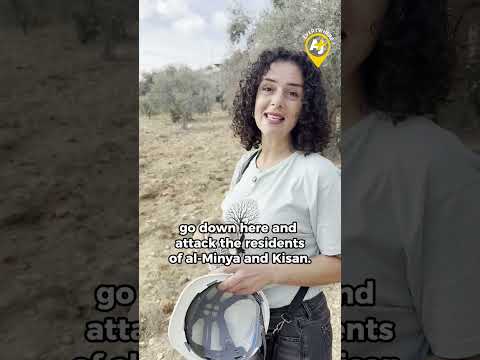 The Most Violent Olive Harvest For Palestinians