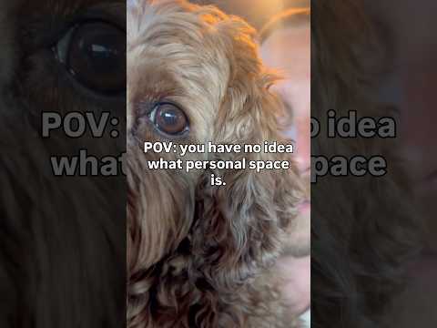 It’s a dogs world & we’re just living in it. #music #singersongwriter #newmusic #dogs