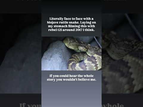 Face to face with a rattlesnake #snake #rattlesnake #nature #natureismetal #sedona