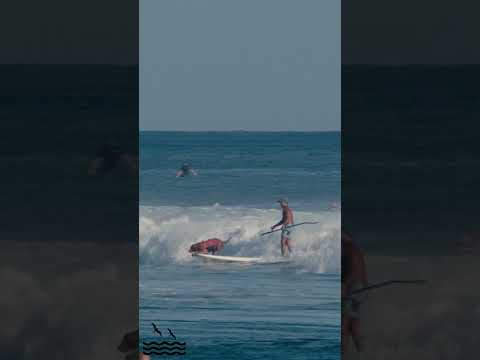 Closeout rockets Golden Retriever straight to shore.