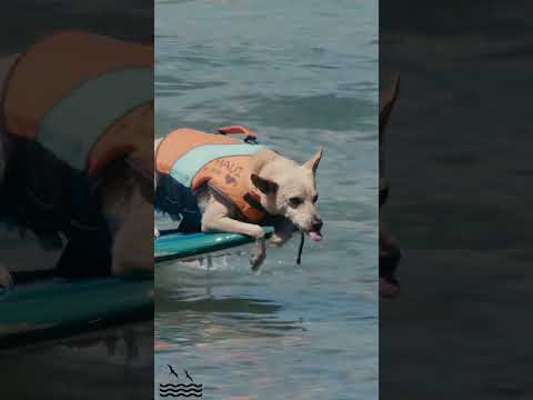 Dogs Surf at Duke's Oceanfest