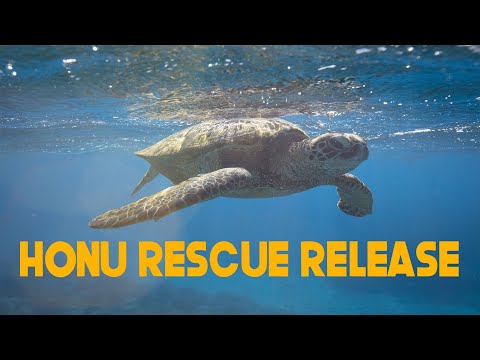INJURED HAWAIIAN SEA TURTLE RELEASED INTO THE OCEAN
