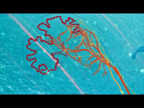 Follow Your Nature (with Collie Buddz & Eli-Mac) [Official Music Video]