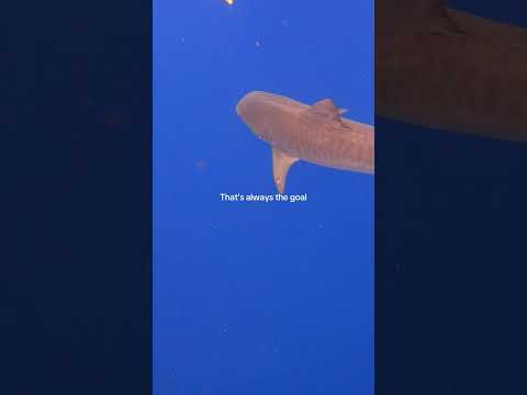 Magical oceanoutfitters