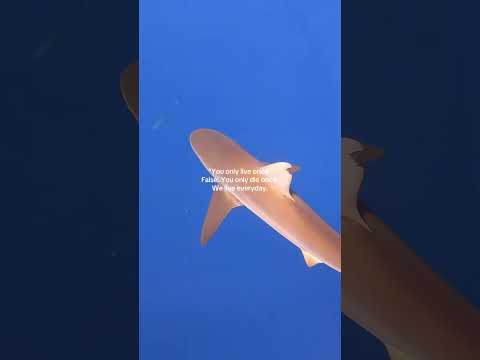 #hawaii #healthylifestyle #healthyliving #dayinmylife #dailyvlog #dayinthelife #dailyroutine #health