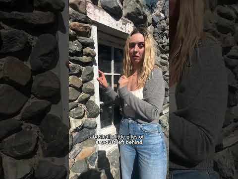 Woodboring beetles and dry rot are two kinds of wood destroying organisms that cause decay of the