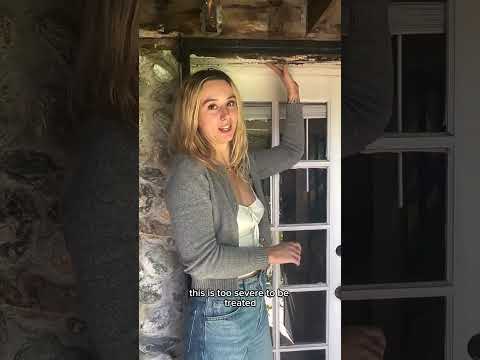 Dry rot lives in wood before the tree is felled and is activated by water to begin to break down