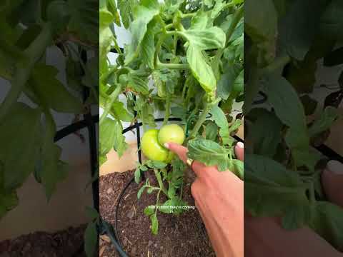 Garden Update🌸🦋