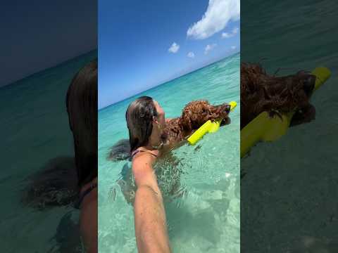 Pups deserve beach days too!!!! #oahuhawaii #dogshorts