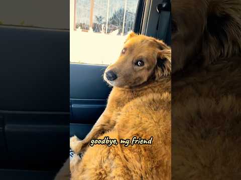 Still see your smile bright as the stars 🐕✨🤎