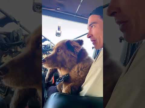 Cocoa Forever 🤍 Keep flying high sweet pup 🐶 #RestInPeace