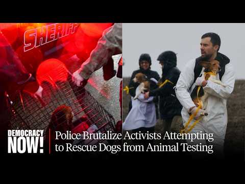 Animal Rights Activists Target Wisconsin Facility Accused of Breeding Dogs for Medical Experiments