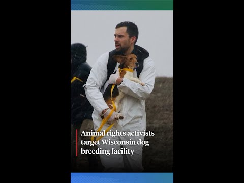 Animal rights activists target Wisconsin dog-breeding facility