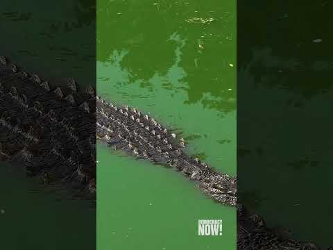 Israel's "Alligator Alcatraz"?