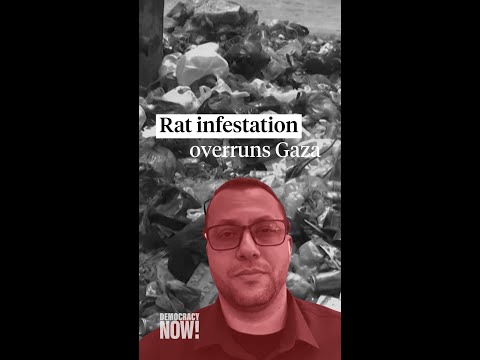 Rat infestation in Gaza: Israel's blockade compounds misery